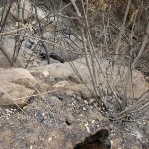canyon slope below Campbell Trail, after the Jesusita Fire