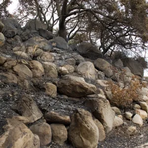 Campbell Trail, after the Jesusita Fire