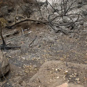 canyon slope below Campbell Trail, after the Jesusita Fire