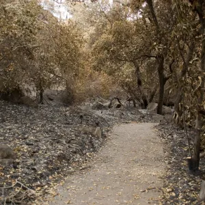Creek Trail, after the Jesusita Fire