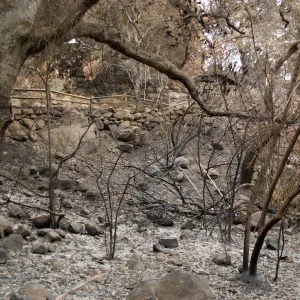 canyon slope below Campbell Trail, after the Jesusita Fire