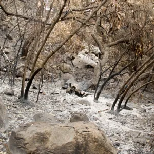 canyon slope below Campbell Trail, after the Jesusita Fire