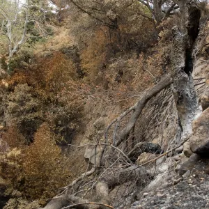 burned oak (Coastal Live Oak) on east slope of Mission Canyon, after the Jesusita Fire