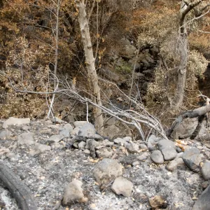 east slope of Mission Canyon, after the Jesusita Fire
