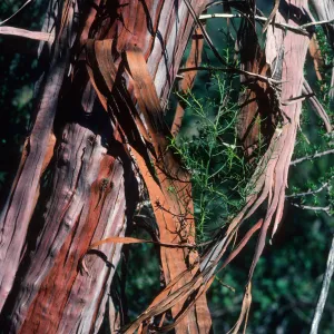Redshanks, ribbonwood bark