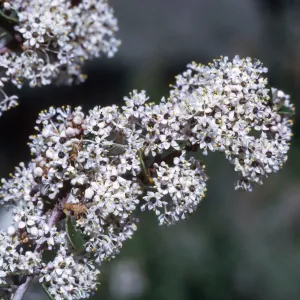 Ceanothus