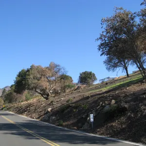 Clearing along Mission Canyon Rd after Jesusita Fire