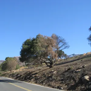 Clearing along Mission Canyon Rd after Jesusita Fire