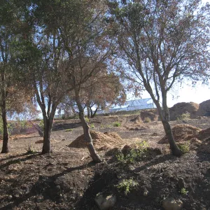 Clearing in Cypress Section after Jesusita Fire