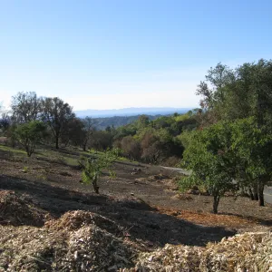 Clearing along Mission Canyon Rd after Jesusita fire