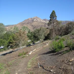 Cleared Cypress section after Jesusita Fire