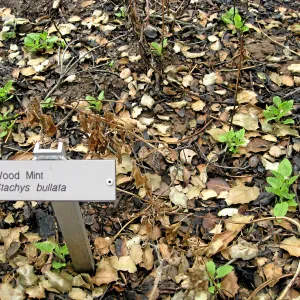 Santa Barbara Botanic Garden after the Jesusita Fire
