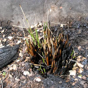 Santa Barbara Botanic Garden after the Jesusita Fire