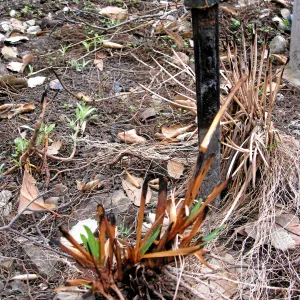 Melted label, resprouting Iris