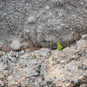 Signs of recovery after the Jesusita Fire