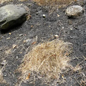 Unburned patch of dormant grass