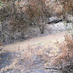 Santa Barbara Botanic Garden after the Jesusita Fire