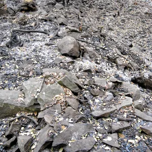 Santa Barbara Botanic Garden after the Jesusita Fire. Piles of old quarry tailings in the Canyon