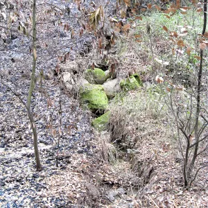 Santa Barbara Botanic Garden after the Jesusita Fire