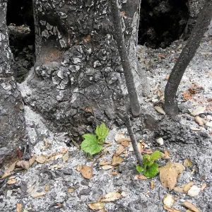 New life after the Jesusita Fire