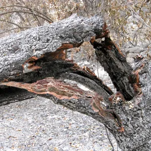 Tree damaged by the Jesusita Fire