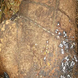 Santa Barbara Botanic Garden after the Jesusita Fire