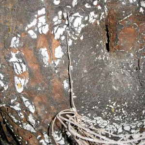 Santa Barbara Botanic Garden after the Jesusita Fire