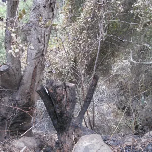 looking down the slope along the courtyard walk