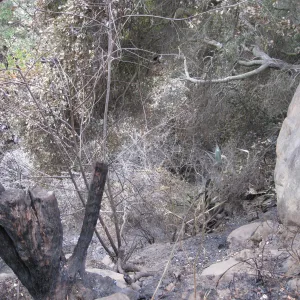 looking down from the east rim of the canyon, adjacent to the Cottage Deck