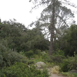 Big Cone Spruce in decline
