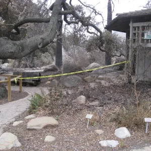 Santa Barbara Botanic Garden after the Jesusita Fire
