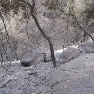 slope above Campbell Trail after the Jesusita Fire