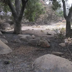 Meadow oaks looking north after the Jesusita Fire