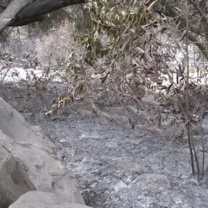 Looking down on Campbell Trail after the Jesusita Fire