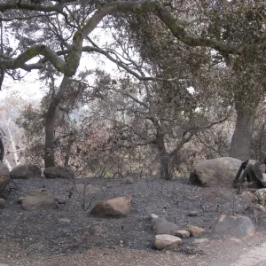 Meadow Oaks/canyon overlook after the Jesusita Fire