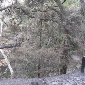 Campbell Trail after the Jesusita Fire