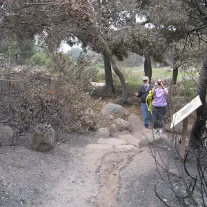 Woodland Trail looking south to Meadow after the Jesusita Fire