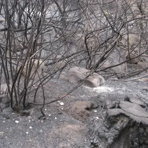 Burned vegetation along the Woodland Trail after the Jesusita Fire