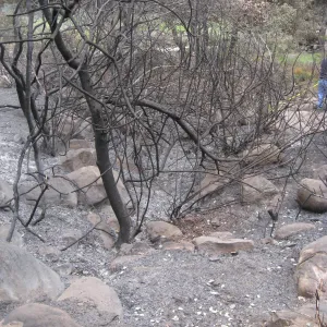Possible site of old water course at top of Woodland Trail exposed by the Jesusita Fire