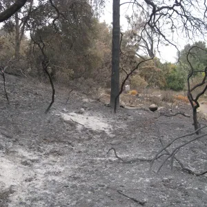 Top of Woodland Trail looking south to Meadow View after the Jesusita Fire