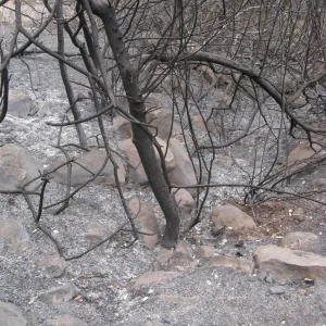 Possible site of old water course at top of Woodland Trail exposed by the Jesusita Fire