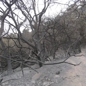 Woodland Trail after the Jesusita Fire