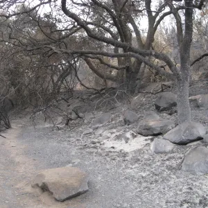 Woodland Trail after the Jesusita Fire