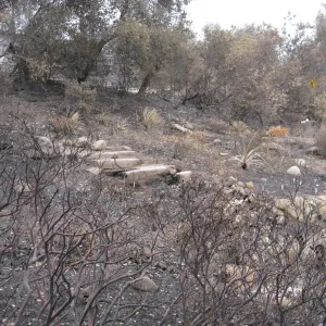 Meadow View after the Jesusita Fire