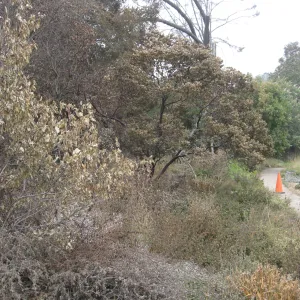 Looking south to Dudleya display from the Meadow View after the Jesusita Fire