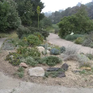Dudleya display after the Jesusita Fire