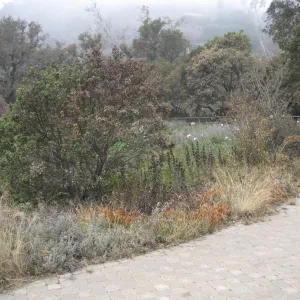 East side of upper Meadow after the Jesusita Fire