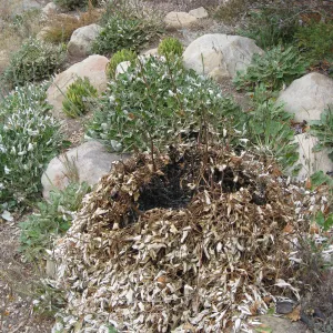 Spot burned Eriogonum grande rubescens in Meadow View after the Jesusita Fire