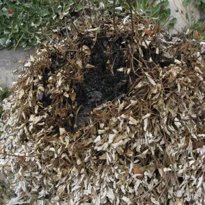 Spot burned Eriogonum grande rubescens in Meadow View after the Jesusita Fire