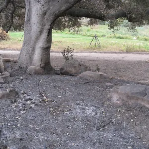 View from Meadow Oaks to upper Meadow after the Jesusita Fire